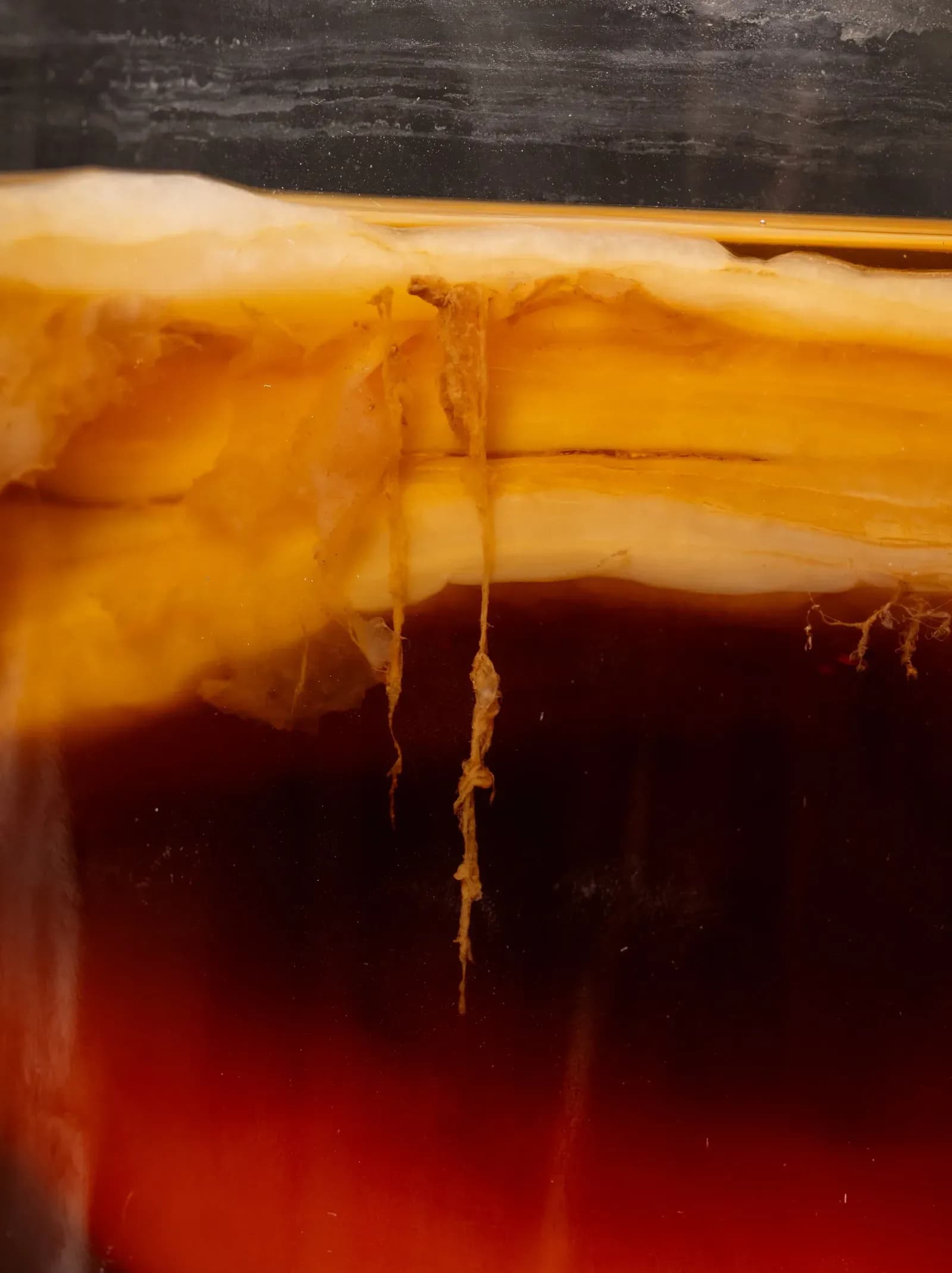 Fermentos: La gastronomía de los microorganismos y las enzimas. Basque Culinary Center, Planeta Gastro. Fotografía: Bernat Alberdi
