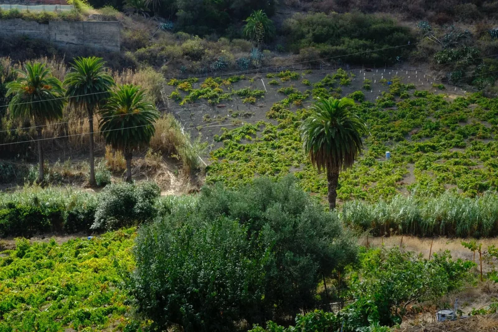 Viñedos de Bodega Ventura - Javier Ventura