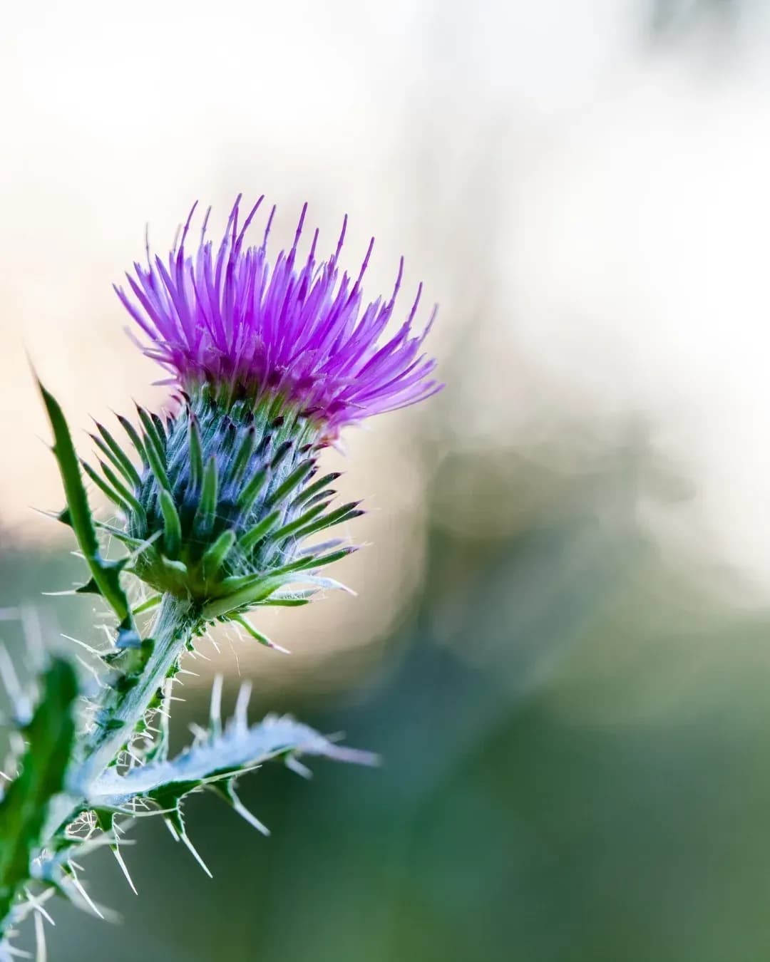 Flor de Guía